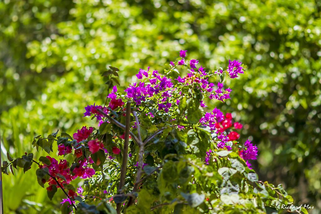 Jardim Secreto Villa Morro de Sao Paulo Ngoại thất bức ảnh